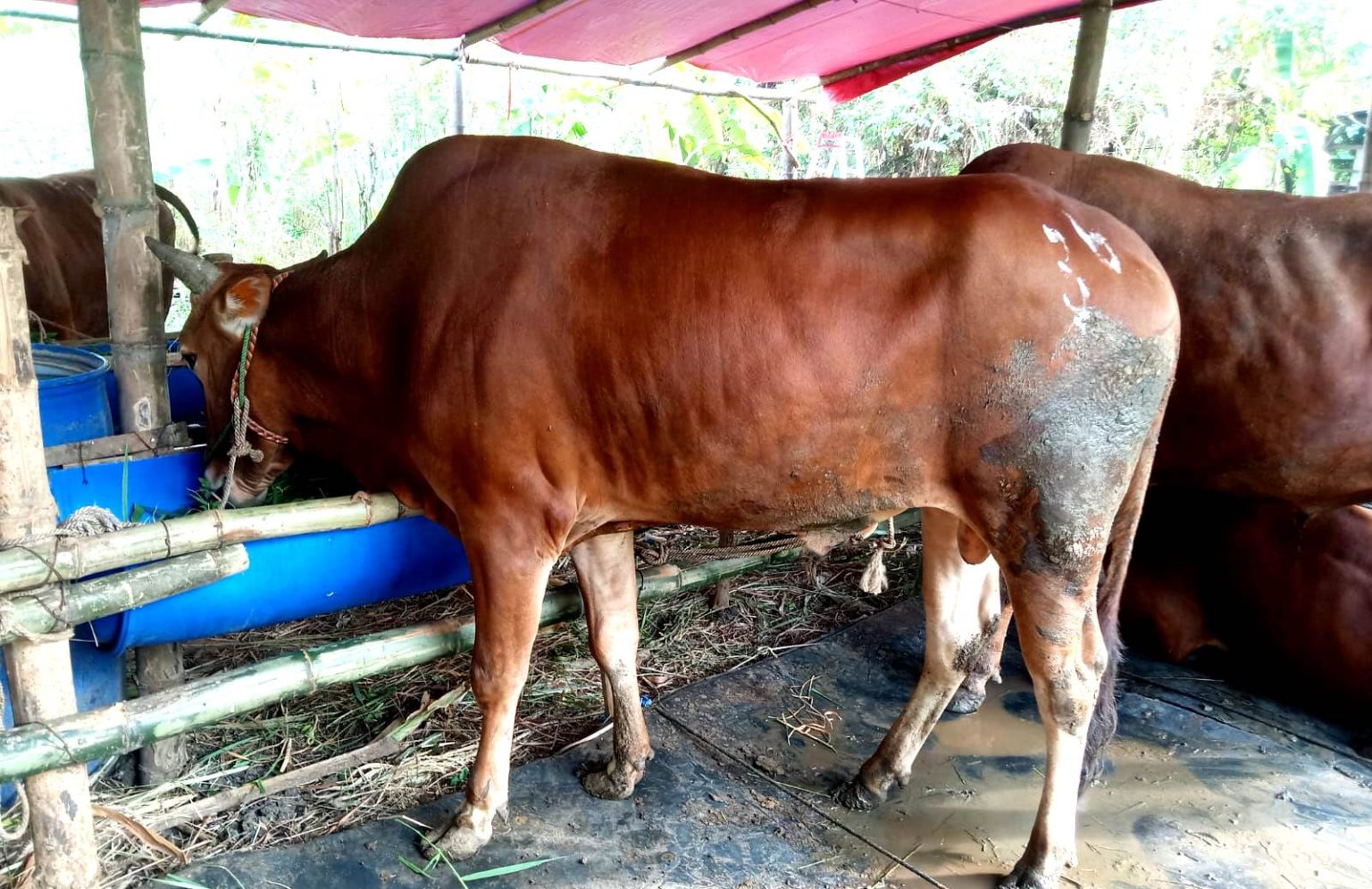 Jelang Qurban Harga Sapi Meroket Muthowif Data Disnak Meragukan